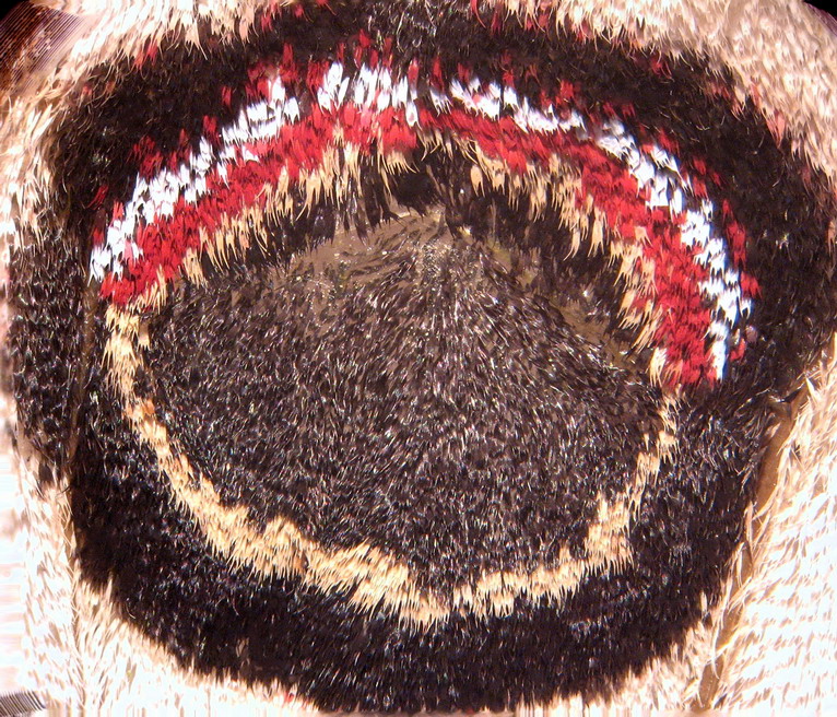 Saturnia minore